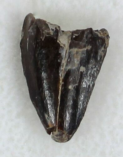 Dimetrodon Anterior Fang (Tooth) - Nice Enamel #33595